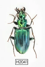 BEETLE, INSECT - H2041. Carabidae- SELDOM OFFER, VIETNAM