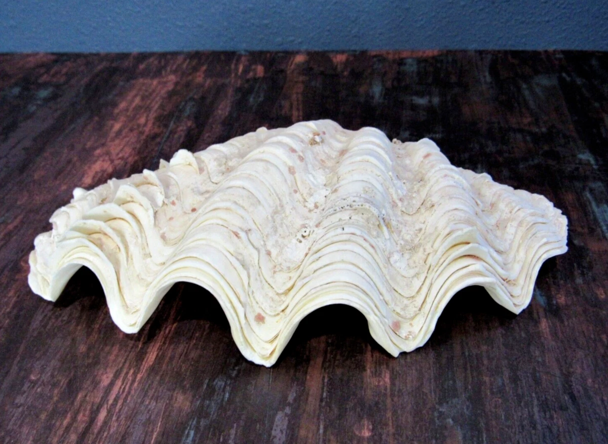 Real giant 2024 clam shell