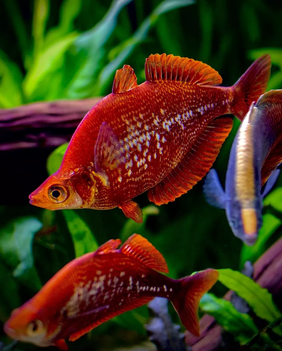 Live fish clearance sales near me