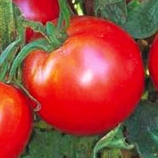 Bradley Tomato Seeds | NON-GMO  Tomato Seeds | Fresh Heirloom Vegetable Seeds
