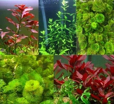 Aquarium Plant Bundle: Ludwigia, Bacopa & Cabomba (18 Stems) BUY 2 GET 1 FREE