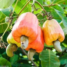Anacardium occidentale, Cashew Tree, Cashew Nuts Fresh Harvest 2025 See ds