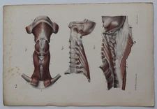 Anatomy Myology Hyoid Region Neck Region Color Engraving 1844