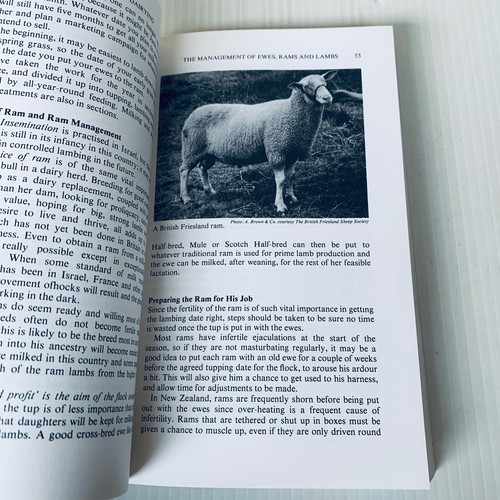Practical Sheep Dairying Milking Of The Dairy Ewe By Olivia Mills Softcover 1982 - Picture 12 of 17