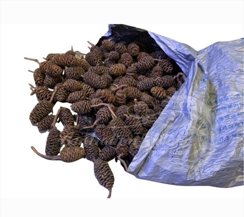 Alder Cones 20pcs & IAL (almond Leaves) Catappa Aquarium Shrimp Betta Fish tank - Picture 3 of 10