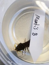 Large Mantis Shrimp-Gonodactylaceus - WYSIWYG- WYSIWYG