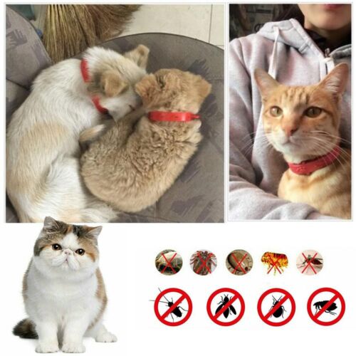 Up To 10Pcs Flea Collars Pet Cat Kitten Cats Adjustable Anti Tick Pest Control - Picture 11 of 12