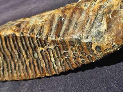 Prehistoric Ice Age Era XXL Specimen Natural Form (6lbs 6.1oz) 
