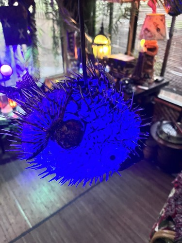 NEU 9" Kugelfisch Lampe mit blauer LED Tiki Bar Smokin Tikis Oceanic - Bild 7 von 9