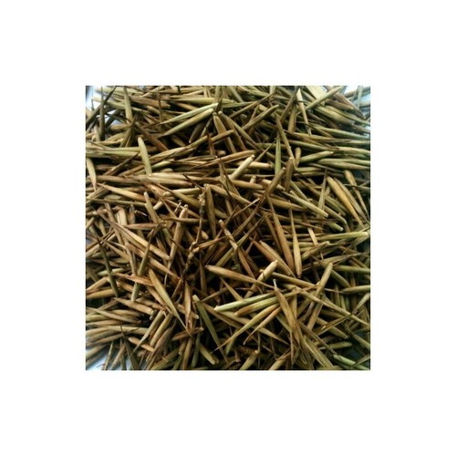 1000 semi Pianta Bambù Gigante Moso Phyllostachys Edulis Pubescens bamboo - Foto 2 di 4