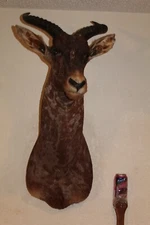 Taxidermy Tsessebe Head Shoulder Mount Africa Safari Hunt Whitetail Deer Zebra