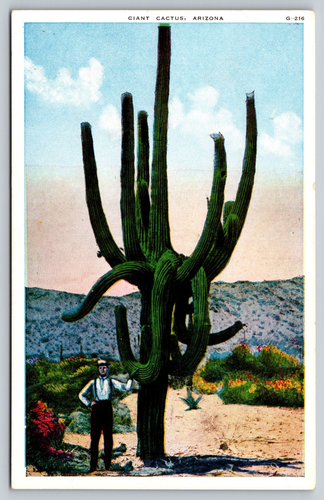 Postal Cactus Gigante Arizona Hombre Saguaro Flores Borde Blanco Sin Publicar década de 1920 - Imagen 1 de 2