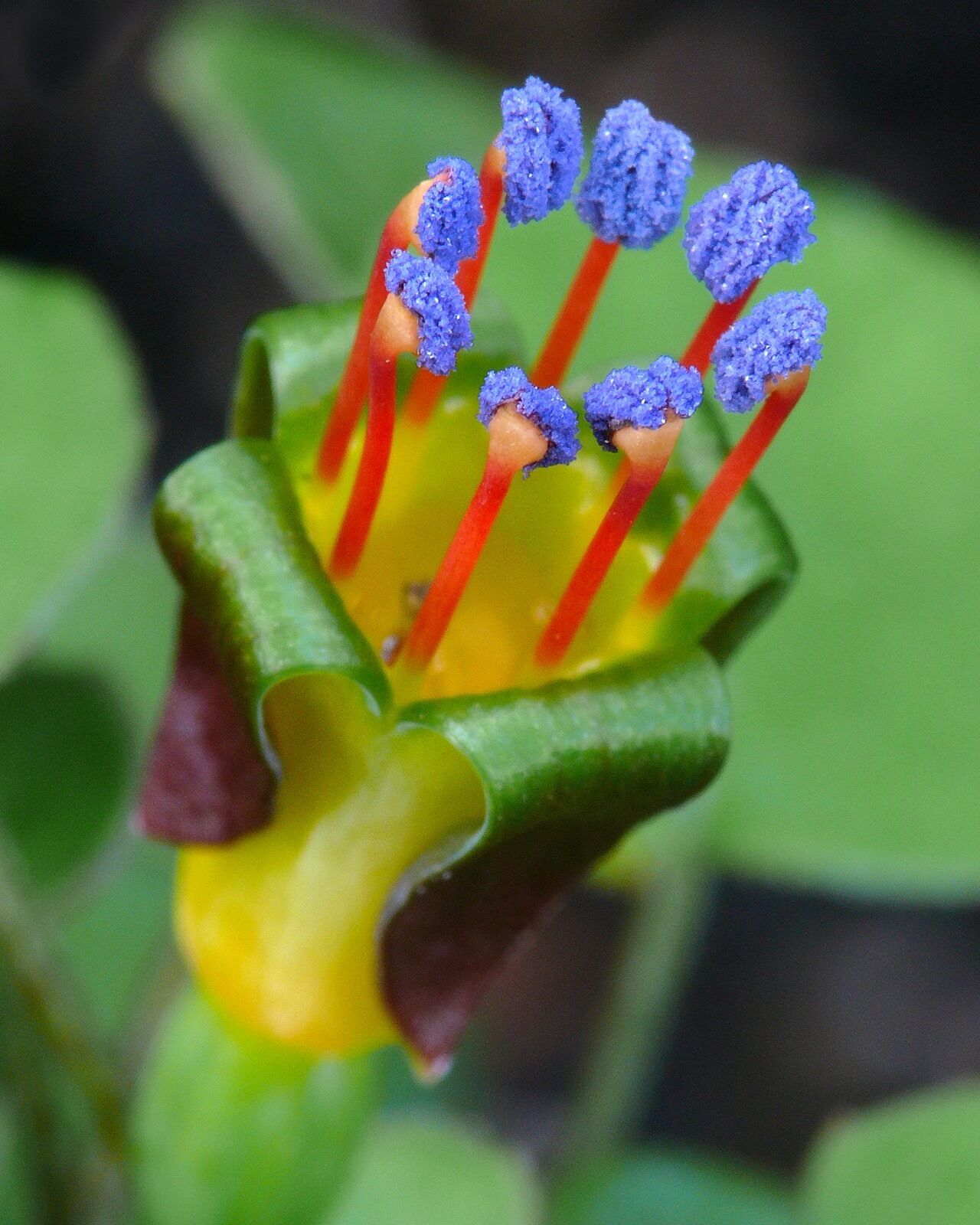 Фуксия procumbens