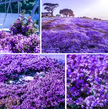 20000+ Creeping Thyme Seeds Purple Ground Cover Perennial Non-GMO Heirloom