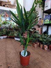Large Yucca Plant | 17 cm pot | 70 cm height | easy care low maintenance plant 