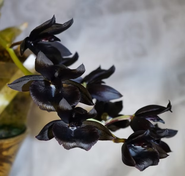 Monnierara Millenium Magic 'Witchcraft' orchid plant, not in bloom