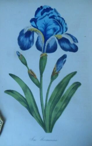 Leather Home & Garden 1850-1899 Antiquarian & Collectible Books