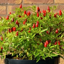 More than 30 Organic Thai Tiny Hot Pepper Seeds - Free shipping