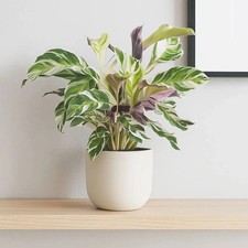 Calathea 'White Fusion' Tropical Exotic Houseplant in 8cm pot