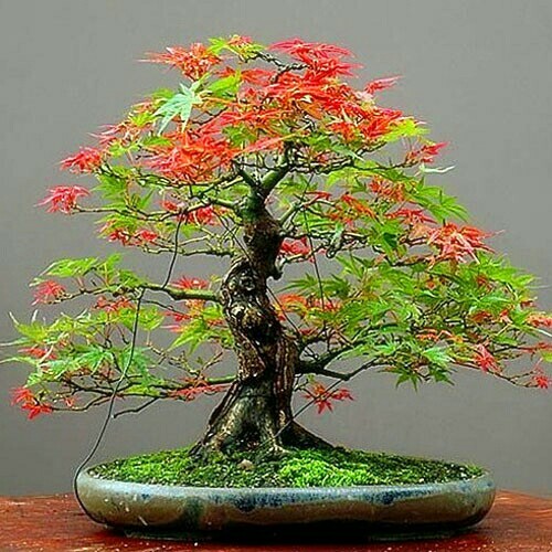 20 Seeds Japanese Maple Tree Red and Green Leaf Bonsai Acer Seed