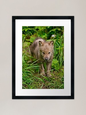 Holz Wolf Welpe gerahmter Kunstdruck gerahmt Wandbild Poster Leinwanddruck Bild
