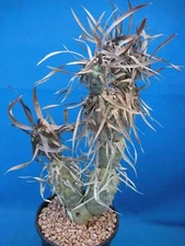 Tephrocactus articulatus "Paper Spine" LARGE BROWN SPINE CULTIVAR One Segment