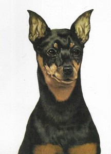 Miniature Pinscher - CUSTOM MATTED - 1976 Vintage Dog Art Print - Cozzaglio