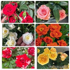 6 small miniature starter live plants for 1 price. 4 -8 . Sales is final.
