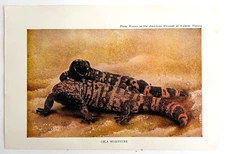 1927 Gila Monsters Reptile Venomous Art Plate Color Book Print Wildlife F14C