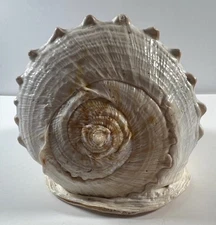 Giant Helmet CONCH Large Horned 9.5” Sea Shell Rare Vintage Amber Ivory