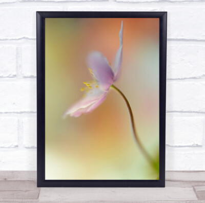 Blume Flora Floral zartes Bokeh verschwommen weich sanft rosa Makro Wandkunstdruck