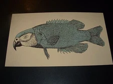 NATE DUVAL Handbill Silkscreen Print green pink PARROTFISH 6X10" poster art E