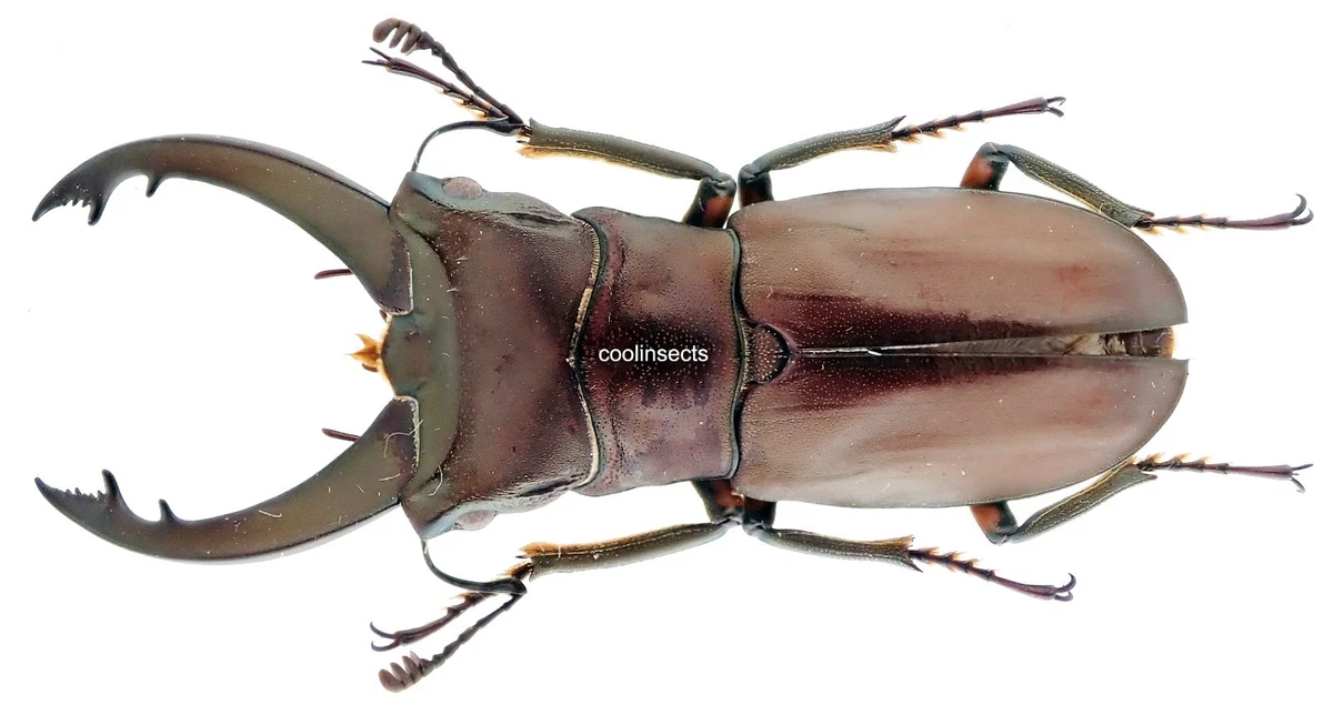 Lucanidae Beetle for sale | eBay