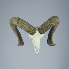 791MU Trofeo di caccia di muflone, corna 78-76cm C.22cm IT