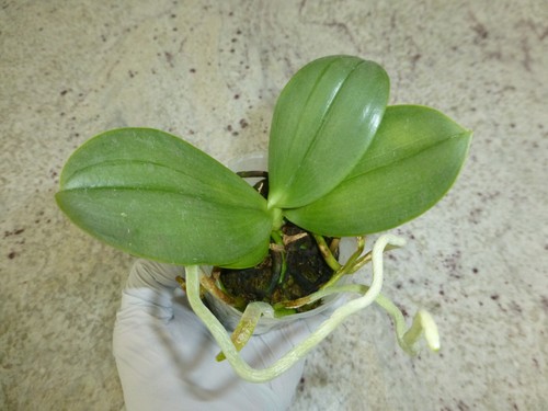 Fragrant Orchid Phal. (Timothy Christopher x bellina) ’San-Ho Chanel’ - Picture 11 of 12