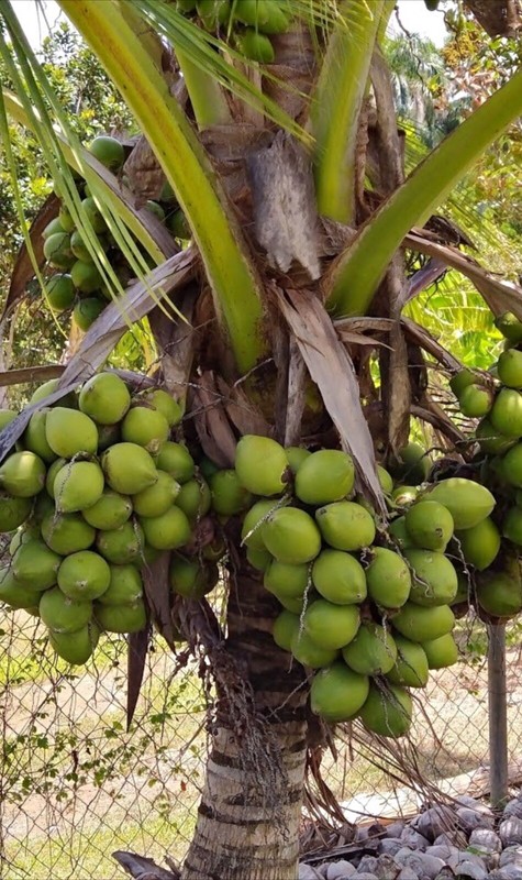 Dwarf  Coconut Puerto Rican Organic Coconut two seeds sprouted