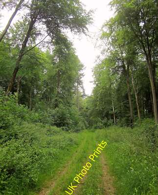 Foto 6x4 Gleis, Stonedown Wood Deanland viel weiter nordöstlich entlang [[[ c2015