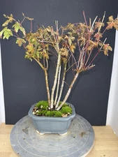Japanese Maple Clump-Style Bonsai – 8–10 Years Old