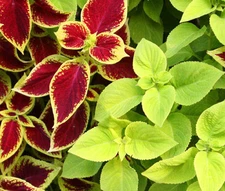 COLEUS UNDER THE SUN FUSEABLES Solenostemon Scutellarioides - 40 Bulk Seeds