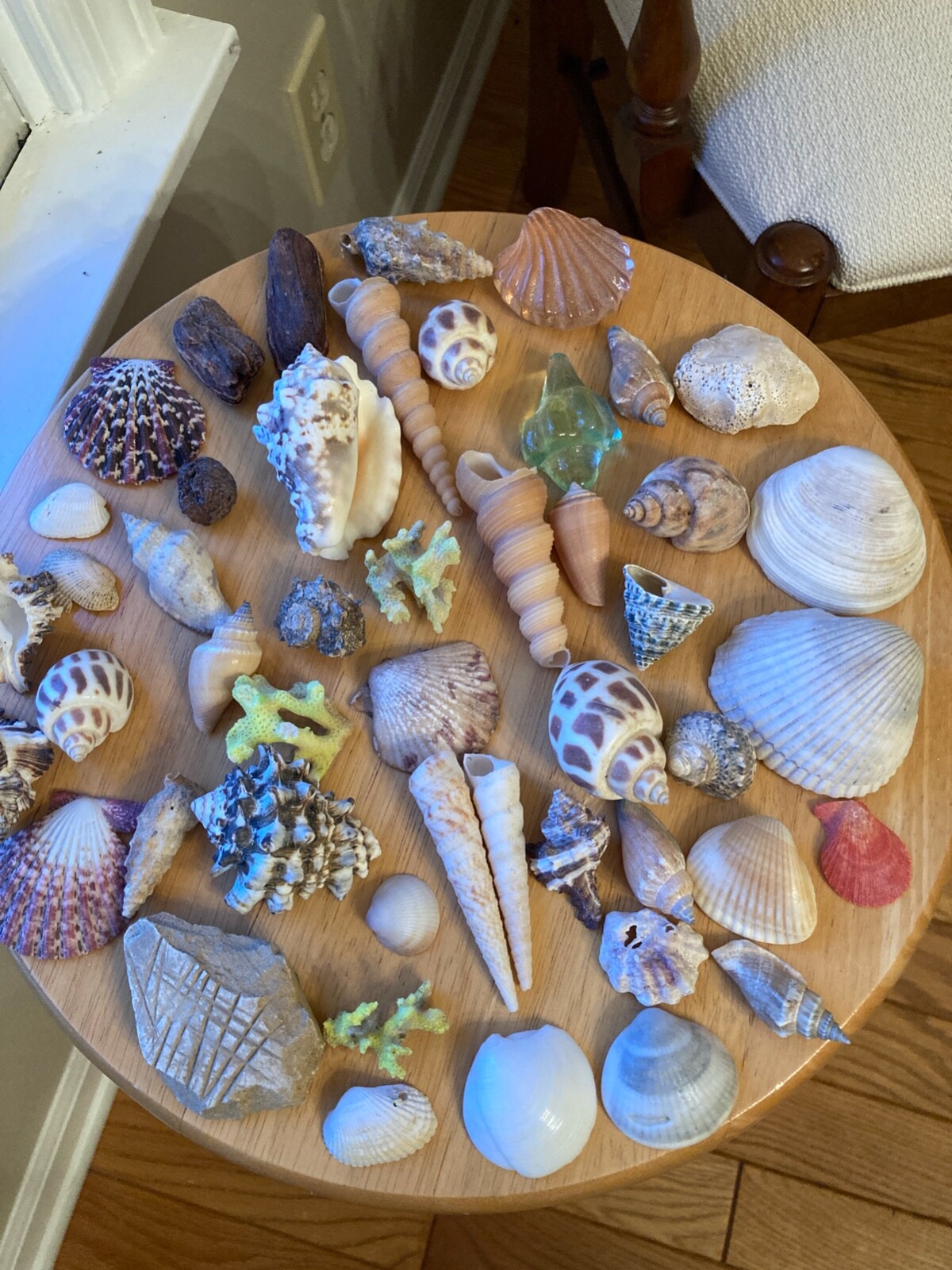 lot of assorted sea shells eBay
