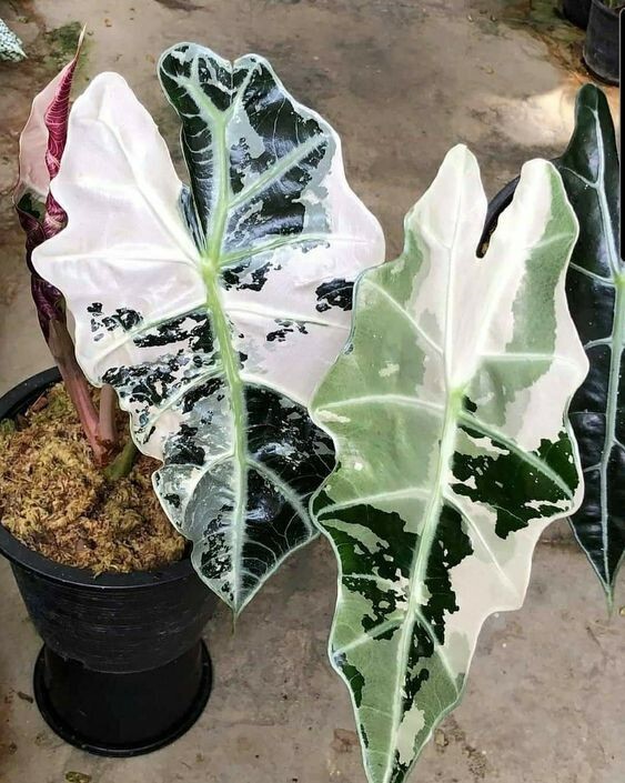 Alocasia Okinawa Silver, Oreilles D'éléphant | À L'ombre Des Figuiers - Foto 10
