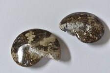 Polished Moroccan Ammonite Fossils – Set of 2 – Medium Size – Beautiful Pattern