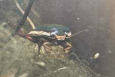 Live Predacious Diving Beetle Bug. Awesome To Watch Him Email User Name Outlook