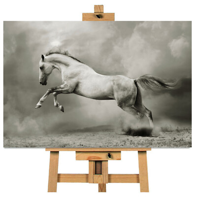 Weißes Pferd Hengst Leinwand Bild fertig zum Aufhängen Wandbild