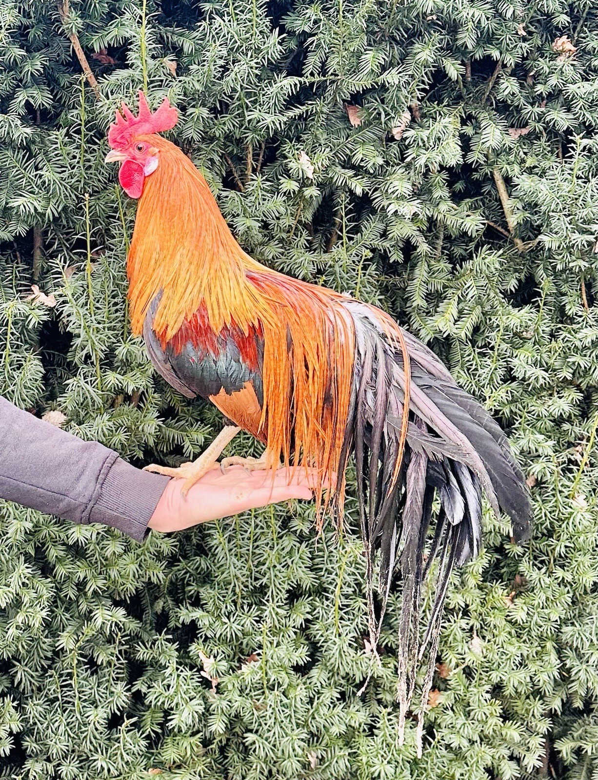 Bruteier - Onagadori (Japanische)