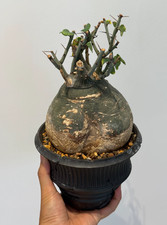 14cm RarePlant Adenia spinosa WSYIWIYG Caudex Boutique