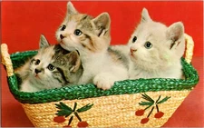 Vintage Postcard 3 Kittens In A Basket Giant Card