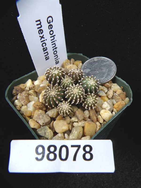 Geohintonia mexicana 8 Rare Seedlings Live Cactus Cacti Succulent Plant 98078