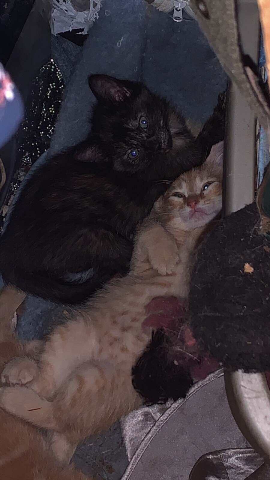 live orange kittens for sale eBay