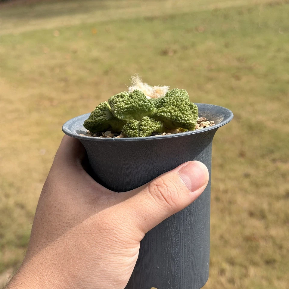 Ariocarpus Godzilla (100%pure) seed grown rare cactus - Image 3 of 4